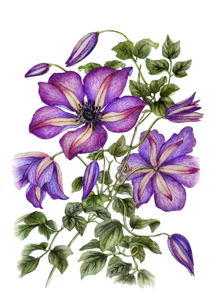 Aquarel Illustratie Met Mooie Lila Clematis Bloemen Kan Gebruikt Worden — Stockfoto
