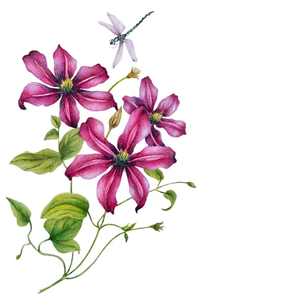 Illustration Aquarelle Avec Des Fleurs Une Belle Clématite Lilas Libellule — Photo