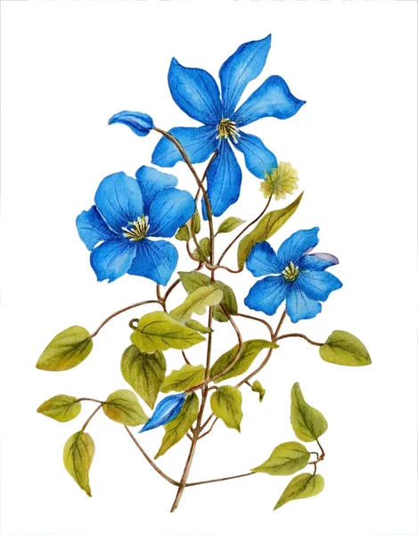 Aquarel Illustratie Met Mooie Blauwe Clematis Bloemen Kan Gebruikt Worden — Stockfoto