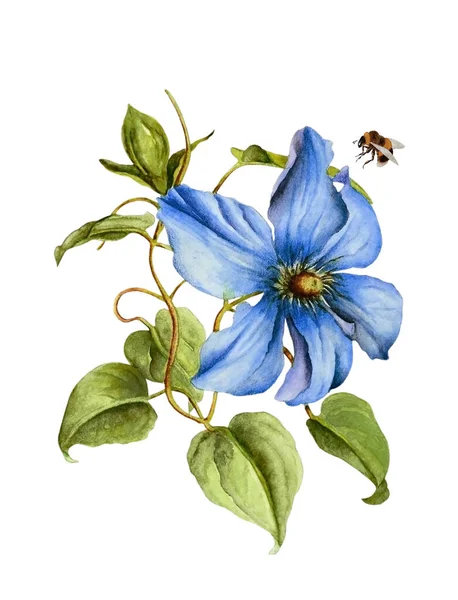 Aquarel Illustratie Met Een Mooie Blauwe Clematis Bloem Close Kan — Stockfoto