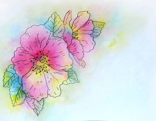 Aquarelle Avec Brin Rose Musquée Fleurie Dans Des Couleurs Vives — Photo