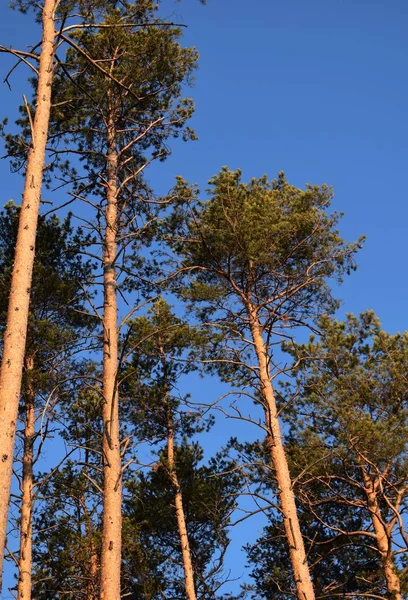 Pine Florest Sky — Stock fotografie