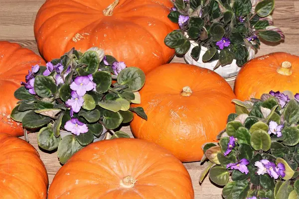 Gewelddadige Bloemen Mooie Pompoen Rechtenvrije Stockfoto's