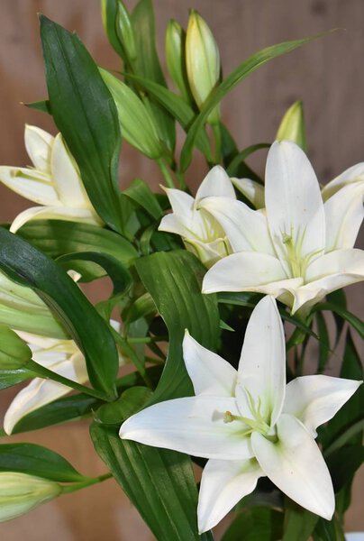 Beautiful bouquet of white lilies. 