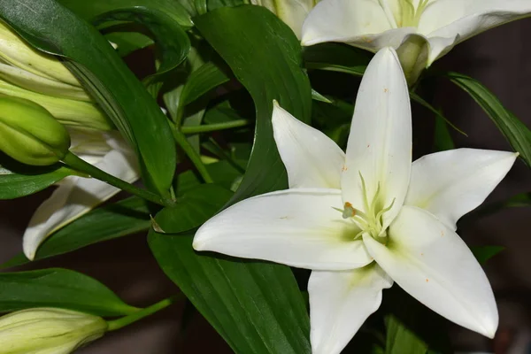 Beautiful Bouquet White Lilies — Stock Photo, Image