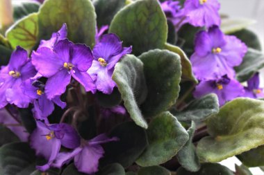 Violet çiçek açar. Violet çiçek açıyor. Mor çiçek. Violet tencerede yetişiyor. Mor çiçekler. Çiçek açan menekşe. Güzel menekşe çiçeği.