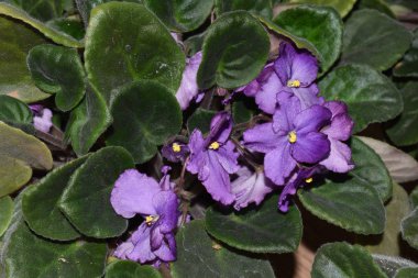 Çiçek açan menekşe. Violet çiçek açar. Violet çiçek açıyor. Violet tencerede yetişiyor. Mor çiçekler. 