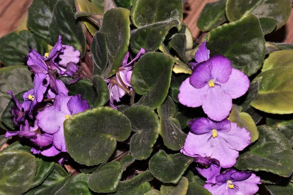 Florece Violeta Violeta Está Floreciendo Flor Violeta Violeta Crece Una — Foto de Stock