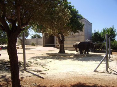 Kıbrıs. Pathos. Hayvanat bahçesi. Turistik bölge. Fil.. 