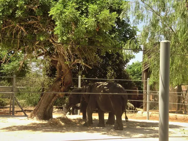 Cyprus Pathos Zoo Tourist Area Elephant — 스톡 사진