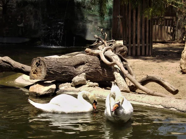 Limasol. Kıbrıs. Hayvanat bahçesi. Beyaz kuğular.