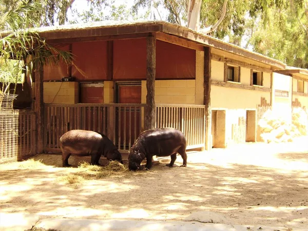 Limassol Kypr Zoo Městě Limassol Hroši — Stock fotografie