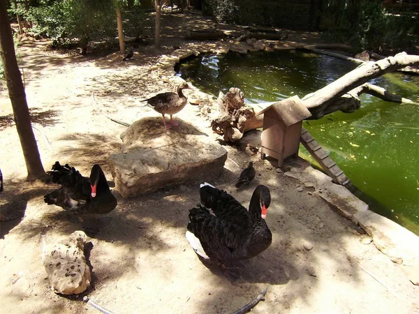 リマソールキプロス動物園黒白鳥 — ストック写真