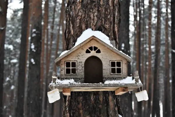 Vogelfutterstelle Auf Einem Baum Winter — Stockfoto