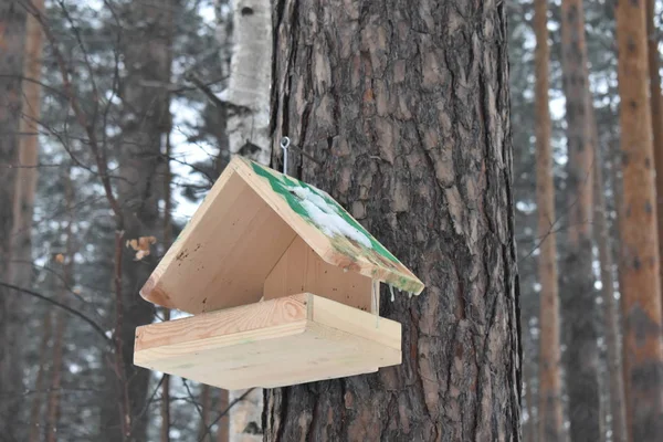 冬の木の鳥の送り装置 — ストック写真