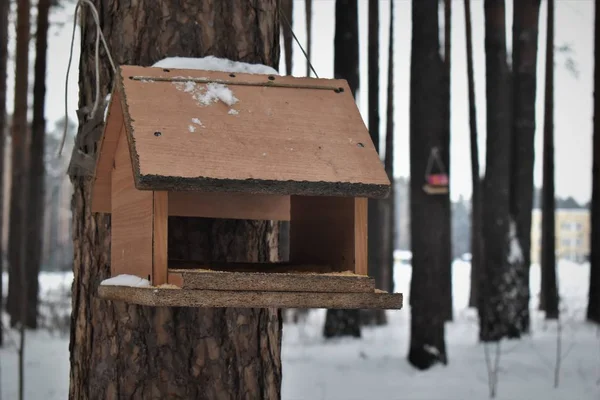 冬の木の鳥の送り装置 — ストック写真