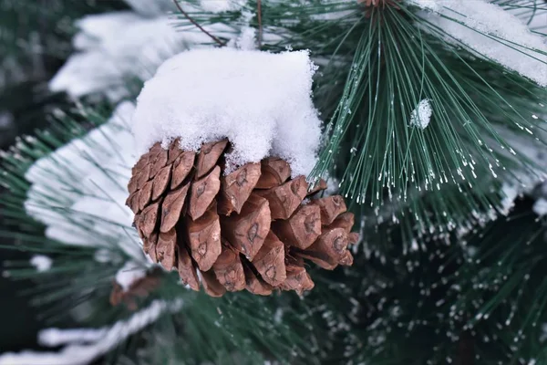 Schnee Auf Fichtenzweigen Fichtenwald Weihnachtsdekoration — Stockfoto