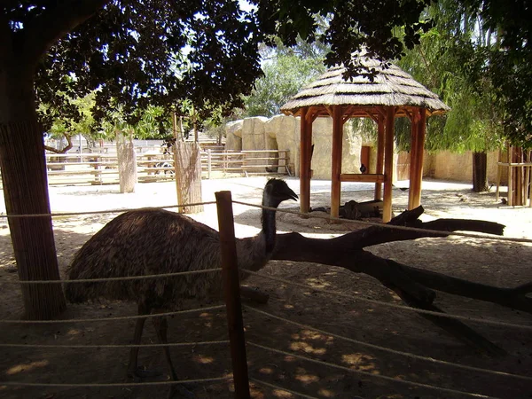 Limassol Cypern Zoo Strutsen Turistområdet — Stockfoto