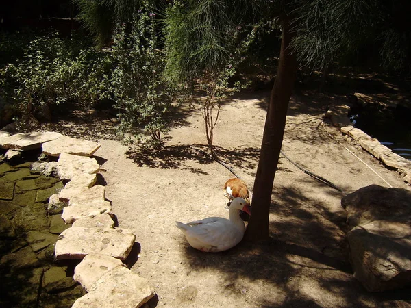 リマソールキプロス観光地 アヒル 動物園 — ストック写真