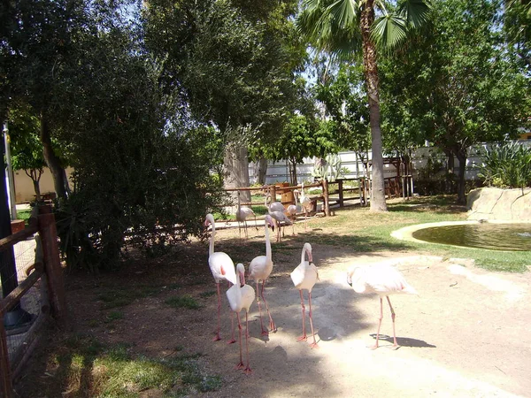 Limassol Cyprus Tourist Area Zoo Pink Flamingos — Stock Photo, Image