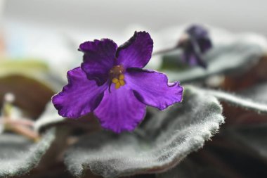 Menekşe çiçek yeşil yaprakları ile.