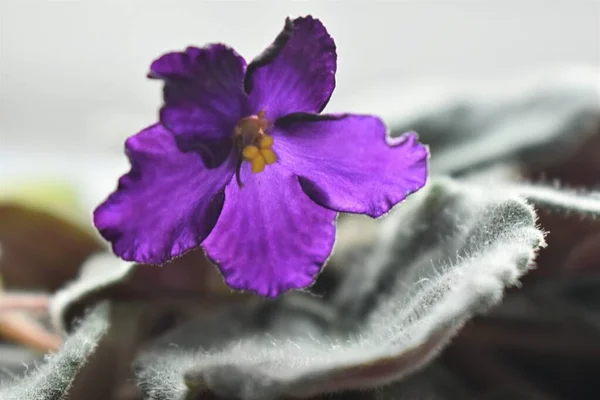 Flor Violeta Con Hojas Verdes — Foto de Stock