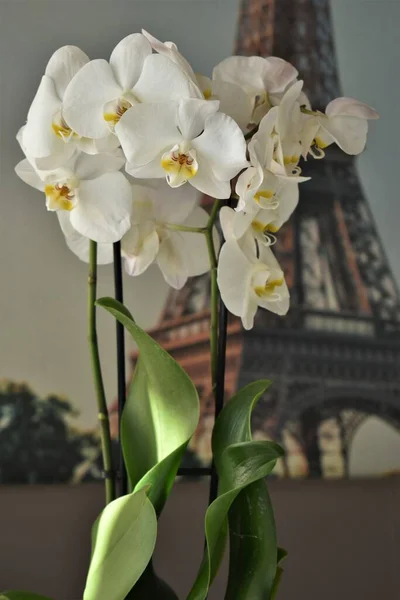White orchid on a eiffel tower background. White orchid. orchid. orchid flower. floristry. plant orchid. beautiful flower.