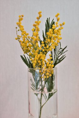 Güzel bahar mimoza çiçekleri.