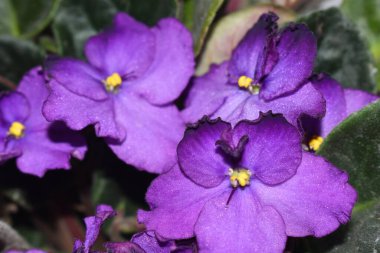 Mor çiçekler kapanıyor..