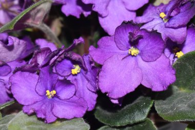 Mor çiçekler kapanıyor.. 