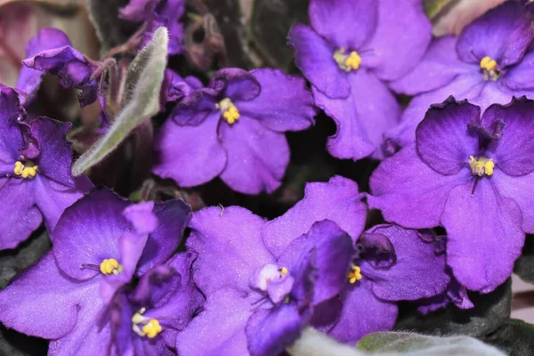 Yeşil yapraklı menekşeler. 