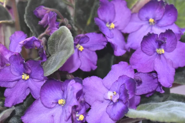 Violetas Primer Plano Con Hojas Verdes — Foto de Stock
