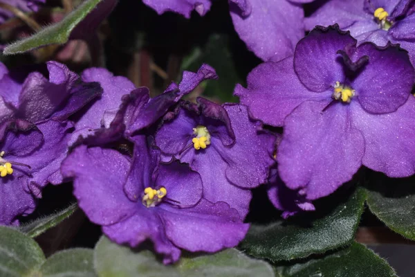 Flores Violetas Cerca — Foto de Stock