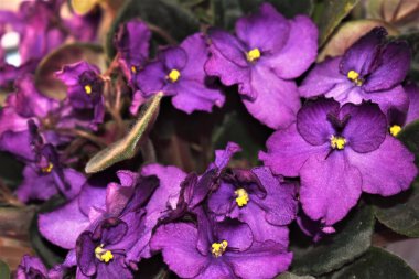 Yeşil yapraklı güzel menekşeler..