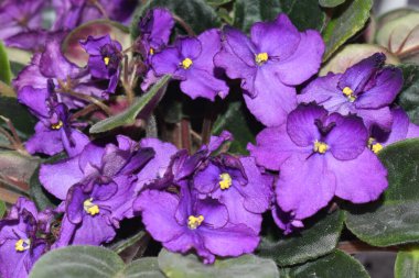 Yeşil yapraklı güzel menekşeler..