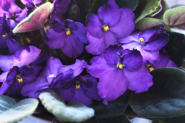 Hermosas Violetas Cerca Con Hojas Verdes — Foto de Stock