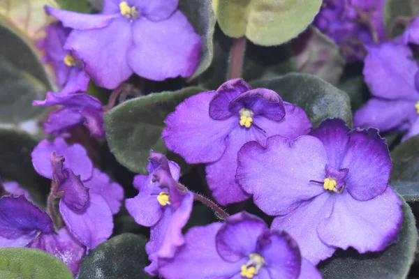 Yeşil yapraklı güzel menekşeler..