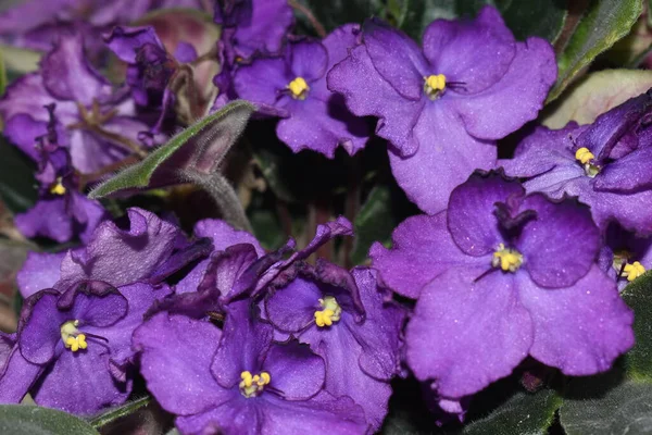 Yeşil yapraklı güzel menekşeler..