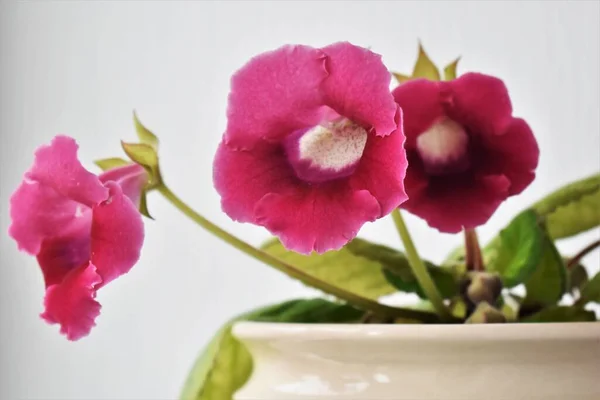 Güzel gloxinia çiçekleri (sininigia) yakın plan. çiçekler. 