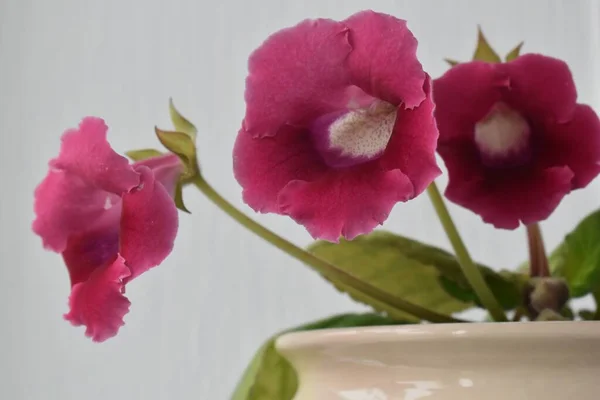 Güzel gloxinia çiçekleri (sininigia) yakın plan. çiçekler. 