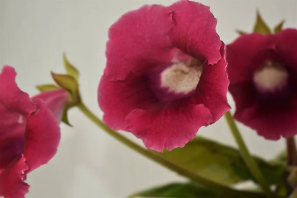 Όμορφη Gloxinia Λουλούδια Siningia Close Άνθη — Φωτογραφία Αρχείου