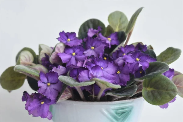 Fialové Květy Květináči Zelenými Listy — Stock fotografie