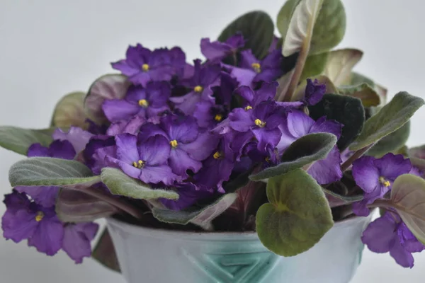 紫罗兰花在绿叶壶中 — 图库照片