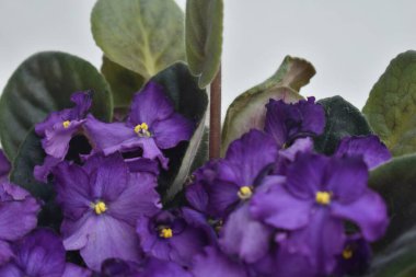 Yeşil yapraklı bir tencerede mor çiçekler. 