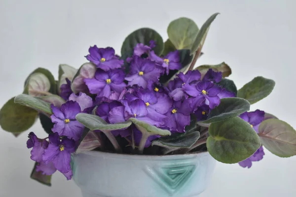 Flores Violetas Maceta Con Hojas Verdes — Foto de Stock