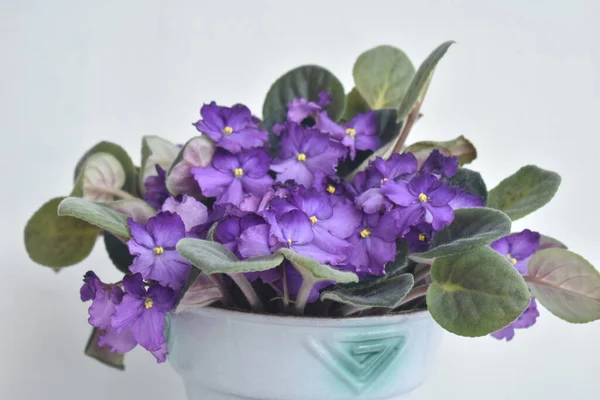 Yeşil yapraklı bir tencerede mor çiçekler. 
