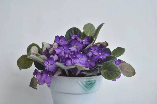 Yeşil yapraklı bir tencerede mor çiçekler. 