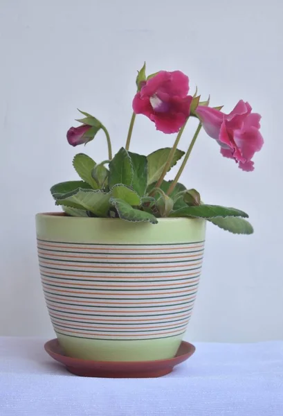 Güzel gloxinia çiçekleri yakın plan.