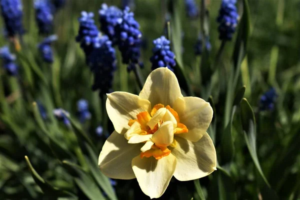 Schöne Frühlingsblumen Von Narzissen Und Muscari — Stockfoto