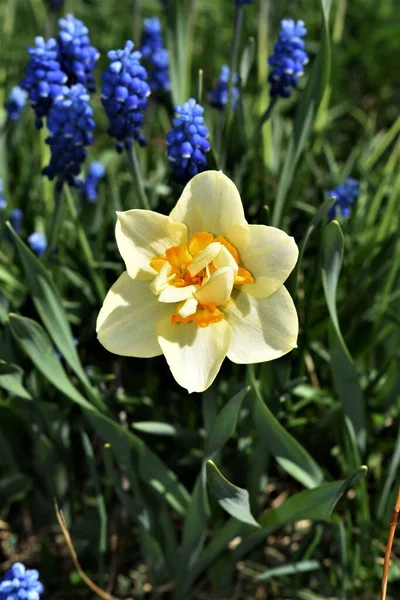 Schöne Frühlingsblumen Von Narzissen Und Muscari — Stockfoto
